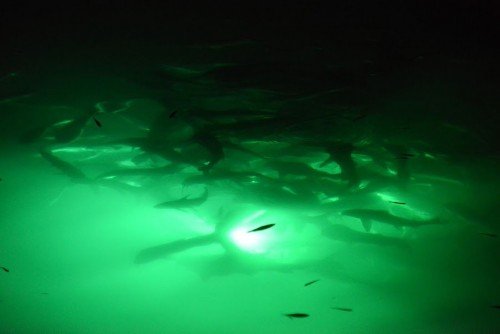 Proof: Underwater Lights Attract Fish